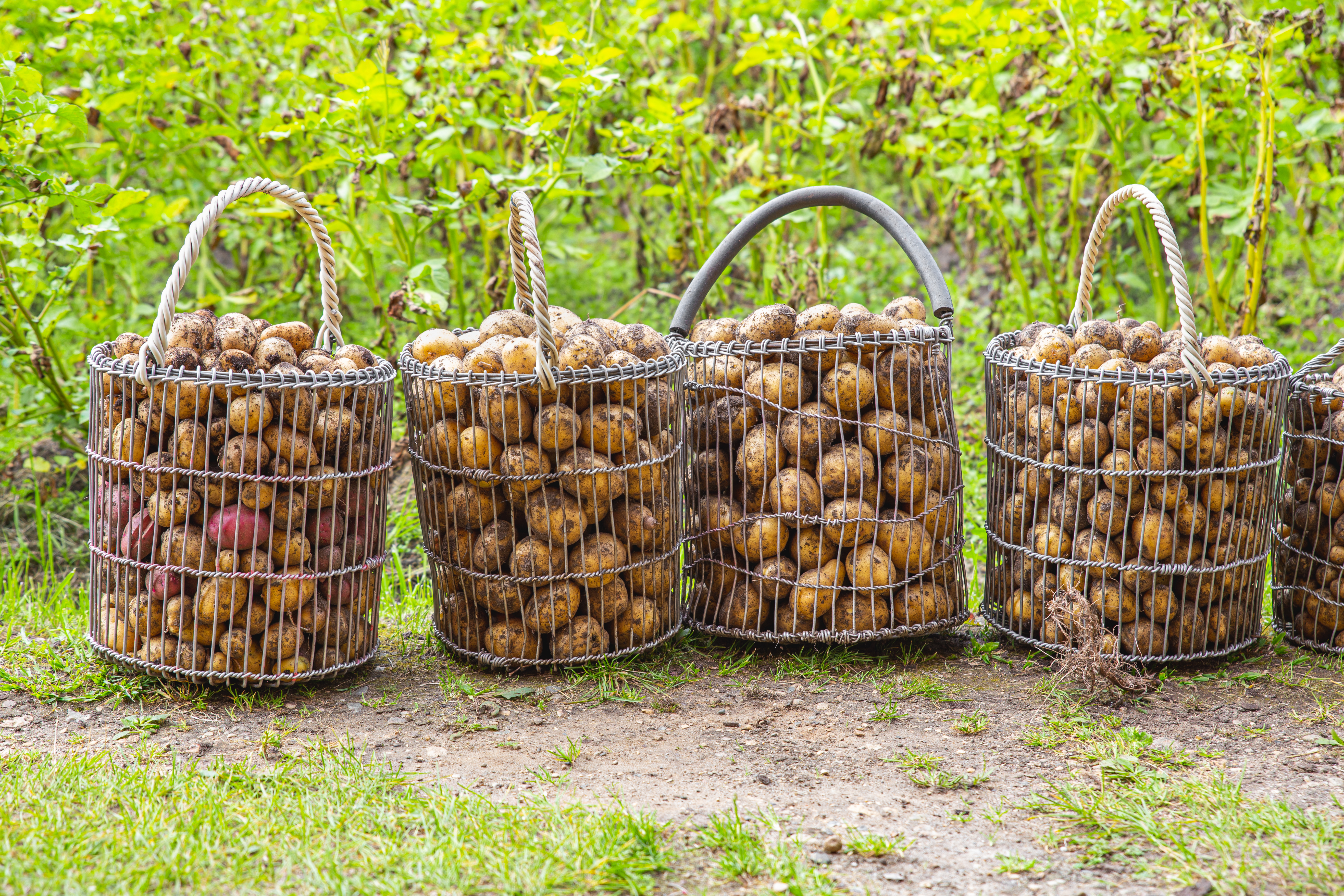 A potatoes in baskets of metal mesh in the vegetab 2023 11 27 04 53 58 utc
